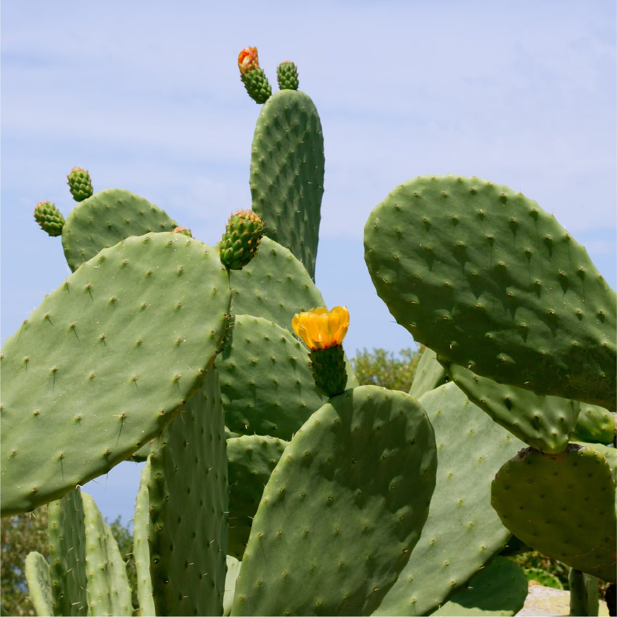 LICORNE Vegan Cactus Deep Moist Ampoule