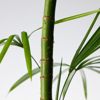 PURITO SEOUL Mighty Bamboo Panthenol Serum 30mL